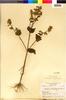 Flora of the Lomas Formations: Salvia rhombifolia Ruíz & Pav., Peru, V. E. Grant 7467, F