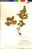 Flora of the Lomas Formations: Salvia rhombifolia Ruíz & Pav., Peru, C. R. Worth 15617, F