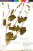 Flora of the Lomas Formations: Salvia tubiflora Ruíz & Pav., Peru, M. Weigend 920, F