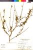 Flora of the Lomas Formations: Salvia tubiflora Ruíz & Pav., Peru, A. Sag?stegui A. 11002, F