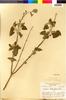 Flora of the Lomas Formations: Salvia tubiflora Ruíz & Pav., Peru, V. E. Grant 7497, F