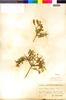 Flora of the Lomas Formations: Adesmia arborea Bertero, Chile, C. J. F. Skottsberg 801, F