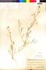 Flora of the Lomas Formations: Adesmia filifolia Poepp., Chile, C. J. F. Skottsberg 753, F