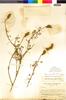 Flora of the Lomas Formations: Dalea azurea (Phil.) Reiche, Chile, I. M. Johnston 5455, F