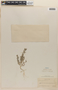 Chenopodium L., U.S.A., W. W. Eggleston 15275, F