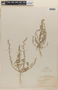 Chenopodium L., U.S.A., W. W. Eggleston 15237, F