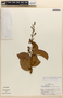 Amphilophium magnoliifolium (Kunth) L. G. Lohmann, Peru, A. H. Gentry 15637, F