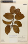 Amphilophium magnoliifolium (Kunth) L. G. Lohmann, Peru, R. Ramirez C. 22, F