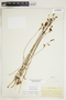 Calopogon pallidus image