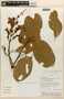 Amphilophium magnoliifolium (Kunth) L. G. Lohmann, PERU, Rod. Vásquez 18604, F