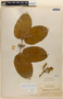Amphilophium parkeri (DC.) L. G. Lohmann, BRITISH GUIANA [Guyana], J. S. de la Cruz 2734, F