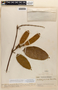 Amphilophium parkeri (DC.) L. G. Lohmann, VENEZUELA, L. Williams 15003, F