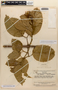 Amphilophium pulverulentum (Sandwith) L. G. Lohmann, VENEZUELA, J. A. Steyermark 75554, F