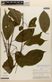Amphilophium pulverulentum (Sandwith) L. G. Lohmann, PERU, A. H. Gentry 20999, F