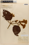 Amphilophium Kunth, BRAZIL, 414, F