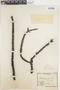 Oxalis gigantea Barnéoud, Chile, E. Werdermann 436, F