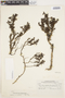 Arcytophyllum thymifolium (Ruíz & Pav.) Standl., Peru, C. R. Worth 15605, F