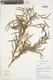Salix humboldtiana Willd., Peru, M. Weigend 97/572, F
