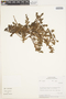 Aizoaceae, Peru, M. O. Dillon 4012, F