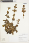 Calceolaria paposana Phil., Chile, M. O. Dillon 8128, F