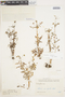 Calceolaria pinnata L., Peru, J. Isern 2518, F