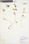 Calceolaria pinnata L., Peru, M. Weigend 97/538, F