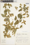 Calceolaria rugulosa Edwin, Peru, S. Llatas Quiroz 1127, F