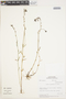 Linaria canadensis (L.) Dum. Cours., Peru, M. O. Dillon 3735, F