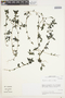 Parietaria debilis G. Forst., Chile, M. O. Dillon 5850, F