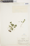 Pilea lamioides Wedd., Peru, F. W. Pennell 14751, F