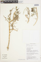 Phyla nodiflora (L.) Greene, Peru, T. Anderson 7878, F