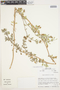 Phyla nodiflora (L.) Greene, Peru, M. O. Dillon 4753, F