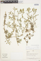 Phyla canescens (Kunth) Greene, Peru, A. H. Gentry 16456, F