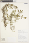 Phyla nodiflora (L.) Greene, Peru, S. D. Knapp 8304, F