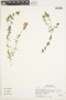 Glandularia atacamensis (Reiche) J. M. Watson & A. E. Hoffm., Chile, L. R. Landrum 7481, F