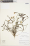 Glandularia atacamensis (Reiche) J. M. Watson & A. E. Hoffm., Chile, M. O. Dillon 5771, F