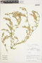 Verbena berterii Schauer, Chile, M. O. Dillon 5255, F