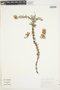 Glandularia atacamensis (Reiche) J. M. Watson & A. E. Hoffm., Chile, S. A. Teillier 2926, F