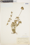 Glandularia sulphurea (D. Don) Schnack & Covas, Chile, C. J. F. Skottsberg 885, F