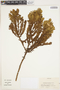 Hypericum irazuense Kuntze ex N. Robson, Costa Rica, J. Cuatrecasas 26520, F