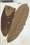 Theobroma simiarum Donn. Sm., Trinidad and Tobago, J. Cuatrecasas 25794, F