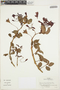 Begonia umbellata Kunth, Colombia, J. Cuatrecasas 27685, F