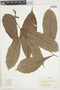 Theobroma subincanum Mart. x T. obovatum Klotzsch ex Bernoulli, Trinidad and Tobago, F. W. Cope 25797, F