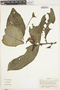 Gasteranthus delphinioides (Seem.) Wiehler, Colombia, J. Cuatrecasas 26184, F