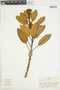 Oreopanax nitidus Cuatrec., Colombia, L. Willard 26380, F