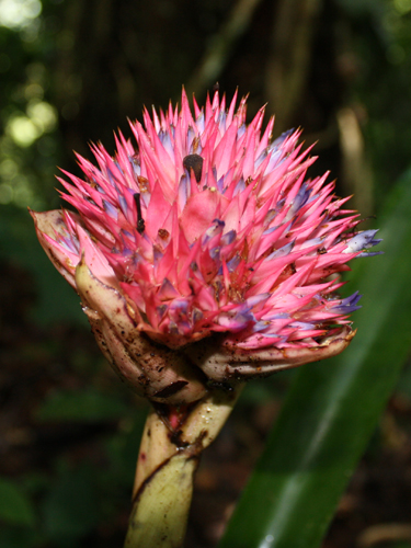 Hohenbergia capitata | Live Plant Photos | The Field Museum