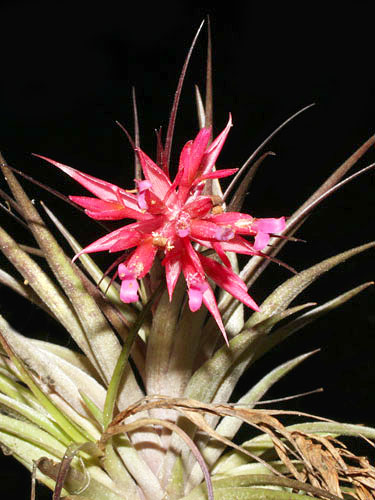 Tillandsia geminiflora | Live Plant Photos | The Field Museum