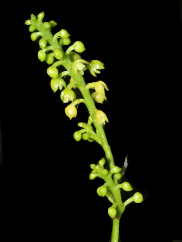 Polystachya estrellensis | Live Plant Photos | The Field Museum