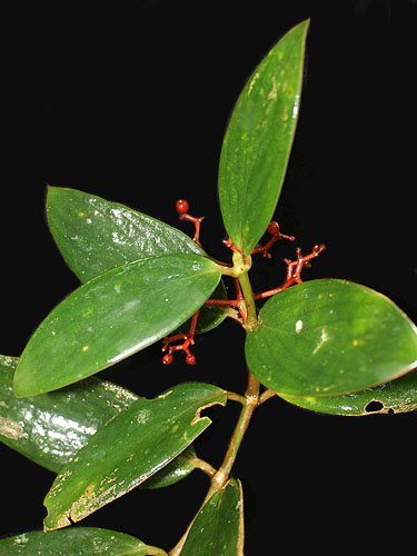Notopleura bahiensis Fotos de Campo The Field Museum