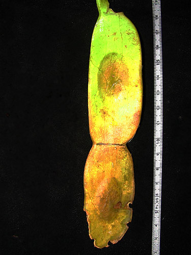 Espécime: Cedrelinga cateniformis